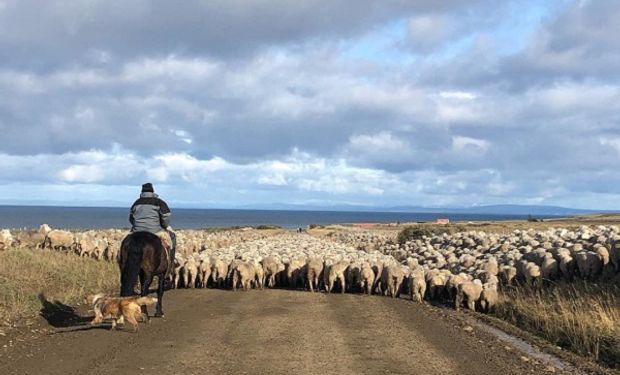 Fin del mundo: arreó más de 5500 ovejas para salvarlas del frío y el video se volvió viral
