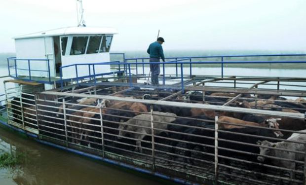 Febril traslado de vacas en las islas del Paraná