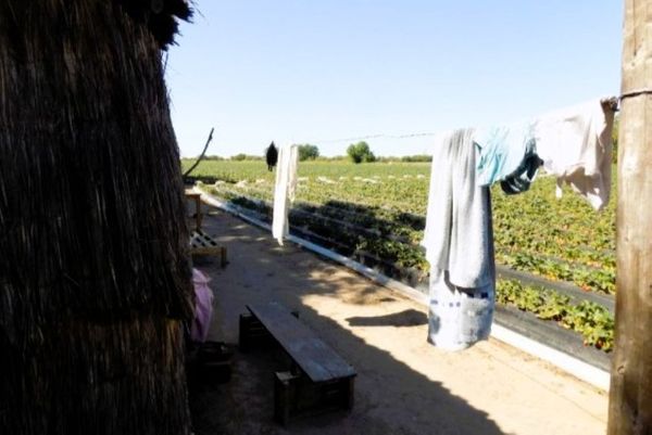 santa fe frutillas