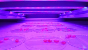 Tratamento de sementes com luz UV eleva produtividade em 12%