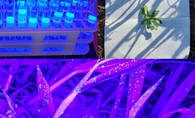 Así funciona el novedoso trazador ultravioleta para evaluar la calidad de las aplicaciones agrícolas