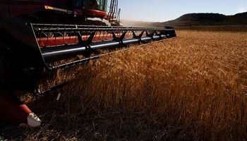 El trigo sube hasta US$ 20 la tonelada después de que Rusia suspenda el acuerdo del Mar Negro