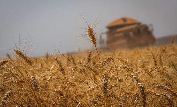 Efecto sequía: la producción de trigo sería la más baja desde 2015