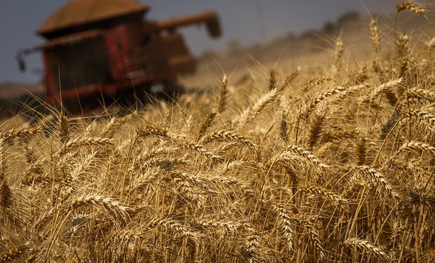 Preço do trigo caiu cerca de 25% desde julho de 2022 no mercado doméstico brasileiro. (foto - CNA)