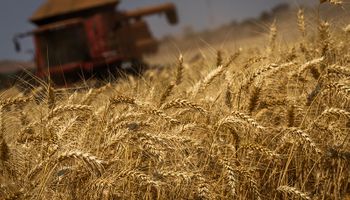 Quais cultivares de trigo tiveram mais produtividade nesta safra?