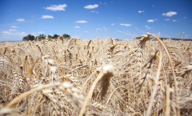 Sociedad Rural pidió eliminar retenciones y cuestionó los descuentos en el trigo: “Hay que trabajar en una estrategia comercial”