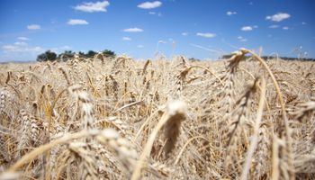 Siguen las lluvias y frenan la cosecha de trigo: hay preocupación porque falta trillar el 47 % de la superficie