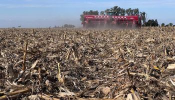 En abril llovió un 70% menos y puso en duda al trigo: el 60% de los productores tiene una baja intención de siembra