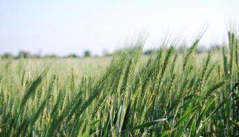 Falta de lluvias: se encienden las alarmas en el trigo y el maíz necesita buenos milímetros para la siembra