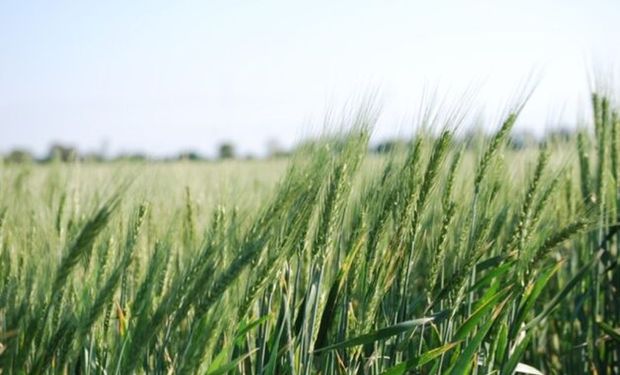 Falta de lluvias: se encienden las alarmas en el trigo y el maíz necesita buenos milímetros para la siembra