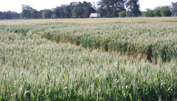 Trigo: analizan la fertilidad de la espiga para aumentar hasta un 5 % la productividad