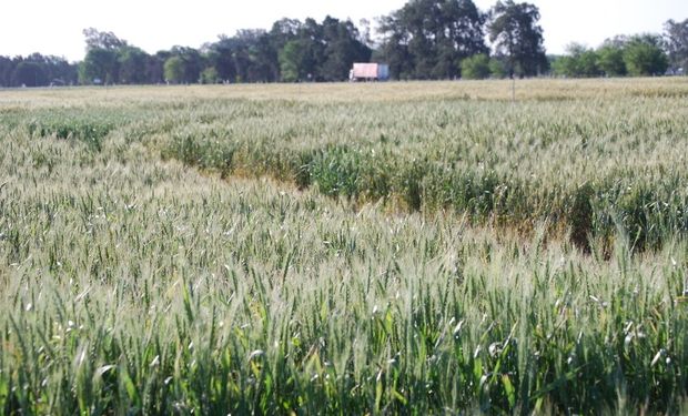 Trigo: analizan la fertilidad de la espiga para aumentar hasta un 5 % la productividad