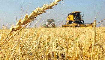 ¿Cuál es el cultivo que más caería en los planes de siembra del 2022 en la región?