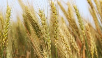 Herbicidas, fungicidas e insecticidas: la oferta completa de Tecnomyl para el trigo