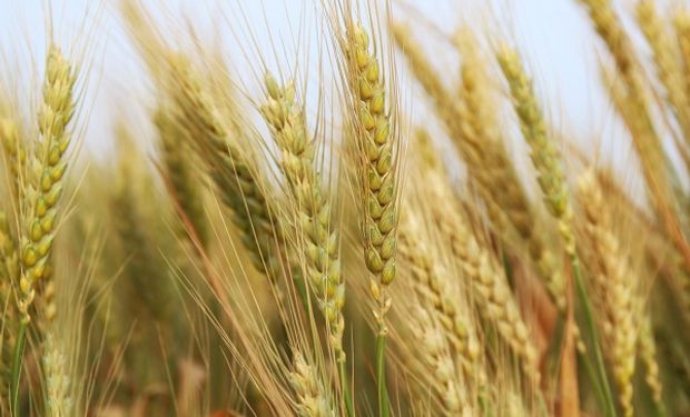 Herbicidas, fungicidas e insecticidas: la oferta completa de Tecnomyl para el trigo