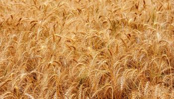 Brasil pode ocupar posto de 10º maior exportador de trigo, diz Cepea/USP