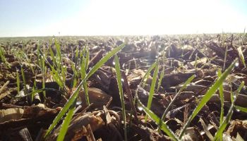 La siembra de trigo quedó en suspenso por la falta de agua y quedaron 60.000 hectáreas pendientes