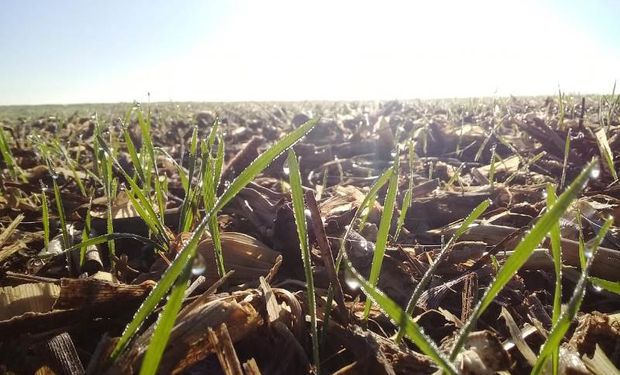 La siembra de trigo quedó en suspenso por la falta de agua y quedaron 60.000 hectáreas pendientes