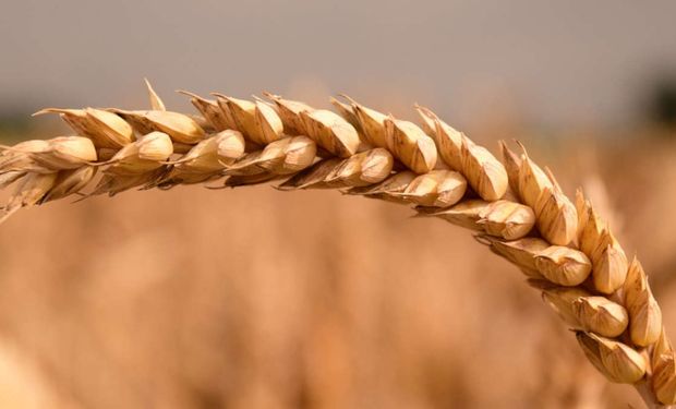 Cotação do trigo inverteu tendência de queda e começou a subir. (foto - CNA)