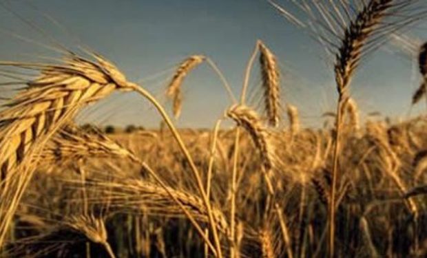 Canada: productores sembrarían menos trigo 