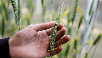 Israel busca la solución al clima extremo en el ADN de plantas ancestrales: "Aquí es donde comenzó la agricultura hace unos 10.000 años"