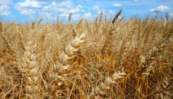 Mesmo aprovado, plantio de trigo transgênico ainda não é certo no Brasil