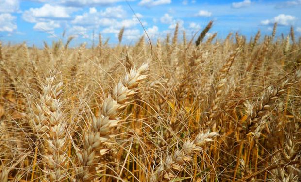 Depois da Argentina, Brasil é o segundo país onde as agências reguladoras aprovaram o cultivo do trigo HB4. (foto - Agência Brasil)