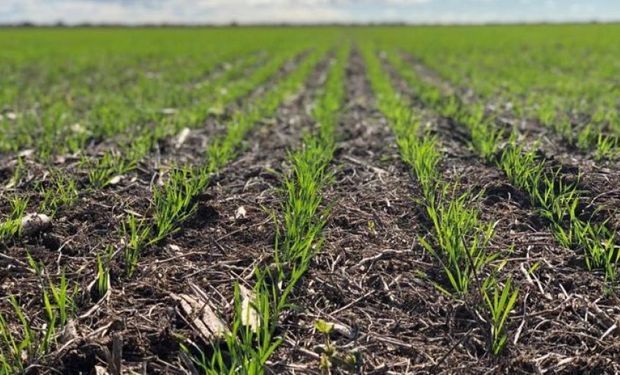 El Niño muestra un impacto débil en el trimestre de julio a septiembre y se retrasan las lluvias para el trigo