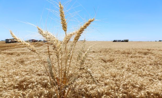 Trigo argentino, ¿el más barato del mundo?