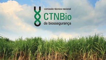 Trigo HB4: qué dijo Brasil al aprobar la importación del primer cereal transgénico del mundo