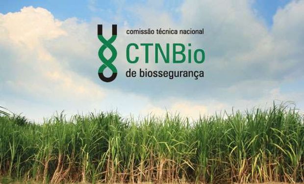 Trigo HB4: qué dijo Brasil al aprobar la importación del primer cereal transgénico del mundo