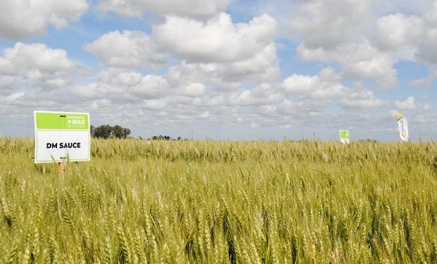 Trigo y fertilización: la premisa sorprendente que dejaron cinco años de experiencias y más de 700 parcelas