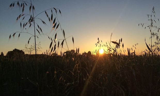 Ola de calor: no son las mejores condiciones para los trigales del sur