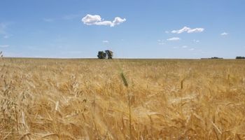 La producción de trigo vuelve a caer y se estima una pérdida del 35 %