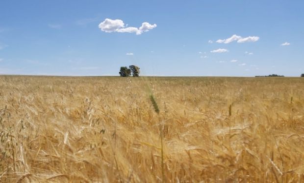 La producción de trigo vuelve a caer y se estima una pérdida del 35 %