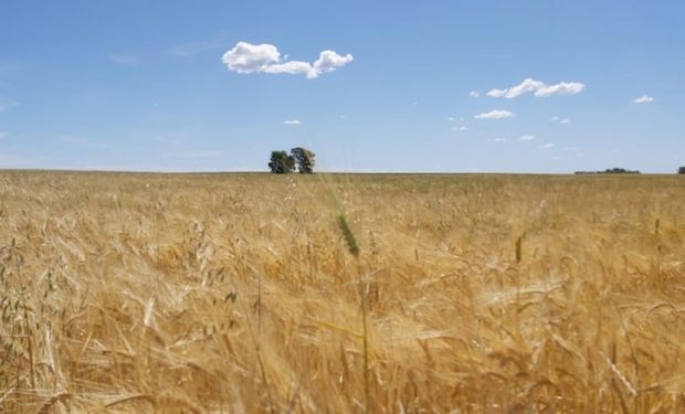 La zona núcleo espera un 10 % más de producción de trigo: los cuatro motivos por los cuales se revirtió la situación