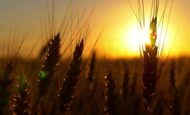 Sube el trigo frente a las preocupaciones sobre el suministro mundial