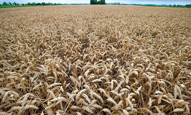 Soja, trigo y maíz: cuánto se pagó en el cierre de la semana