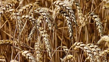 Un combo bajista impactó sobre el precio del trigo: perdió hasta US$ 10 por tonelada