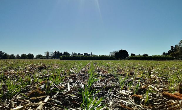 Trigo: las lluvias cayeron en el momento oportuno y la zona núcleo va por una producción récord