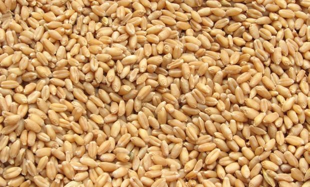 Temor por la escasez: el trigo toca máximos de varios años en el mundo