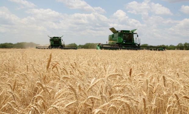 El precio del trigo alcanza un máximo de ocho años y medio
