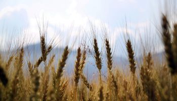 Fuertes bajas para el precio del trigo: qué factores vio el mercado