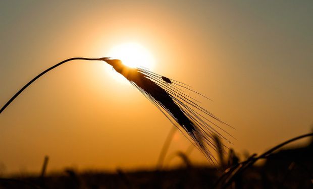El ajuste de los mercados globales presionó a la soja, el trigo y el maíz