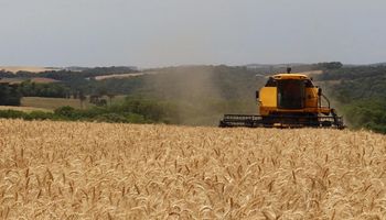 Cotação do trigo abre abril em alta após de cinco meses de queda