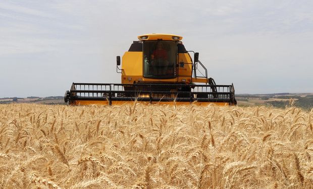 Ucrânia não está entre as principais origens do trigo importado pelo Brasil. (foto - divulgação)