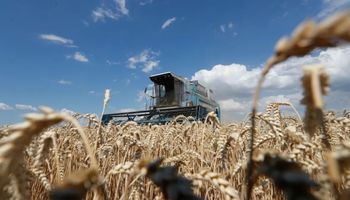 Cotação do trigo sobre no Brasil, mas desaba 18% em Chicago em junho