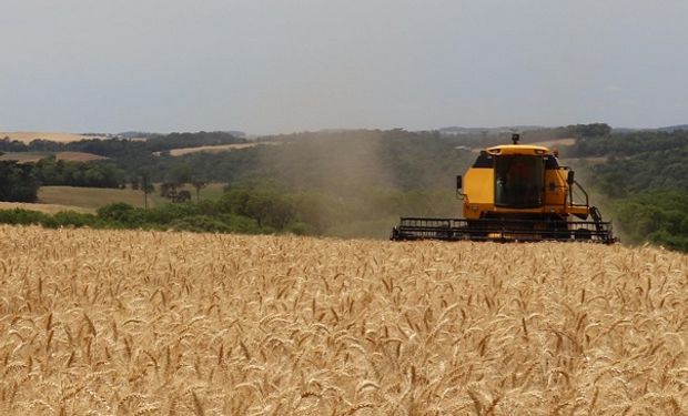 Brasil tem aumentado sua produção e exportação de trigo e mira ser autossuficiente em 5 anos. (foto - Embrapa)