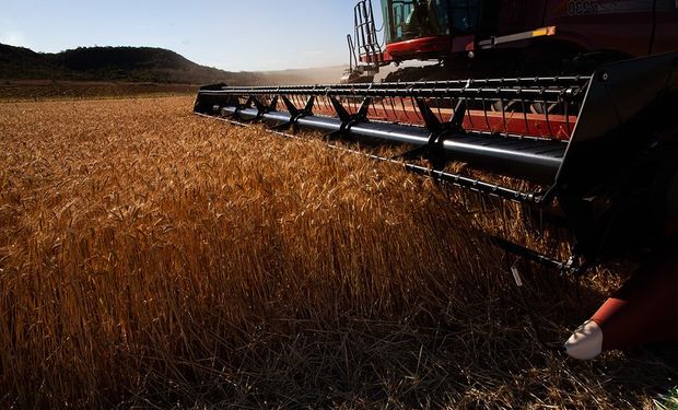 Maior disponibilidade de trigo no mercado interno descola o movimento das cotações no Brasil em relação ao resto do mundo. (foto - CNA)