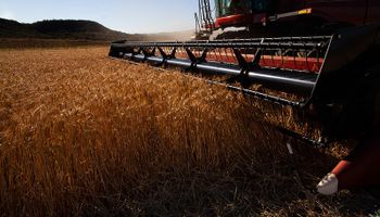 Cotação do trigo tem reação, mas pressão baixista aumenta no exterior